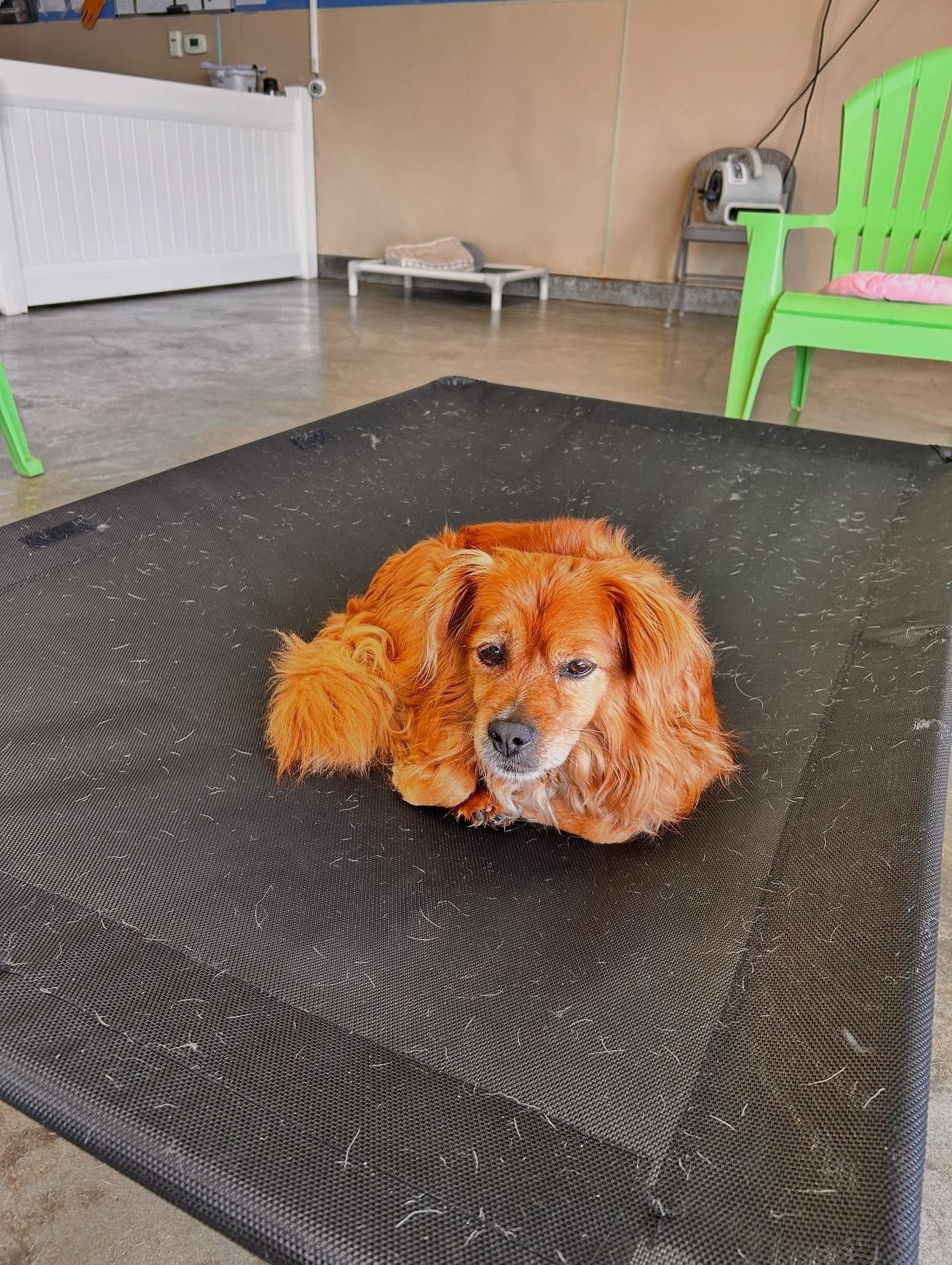 Sam's Green Paw