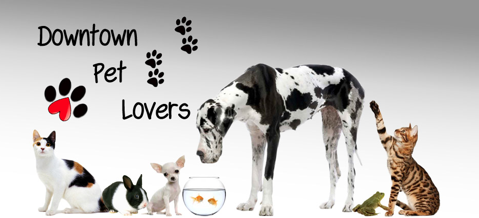 Downtown Pet Lovers photo 2