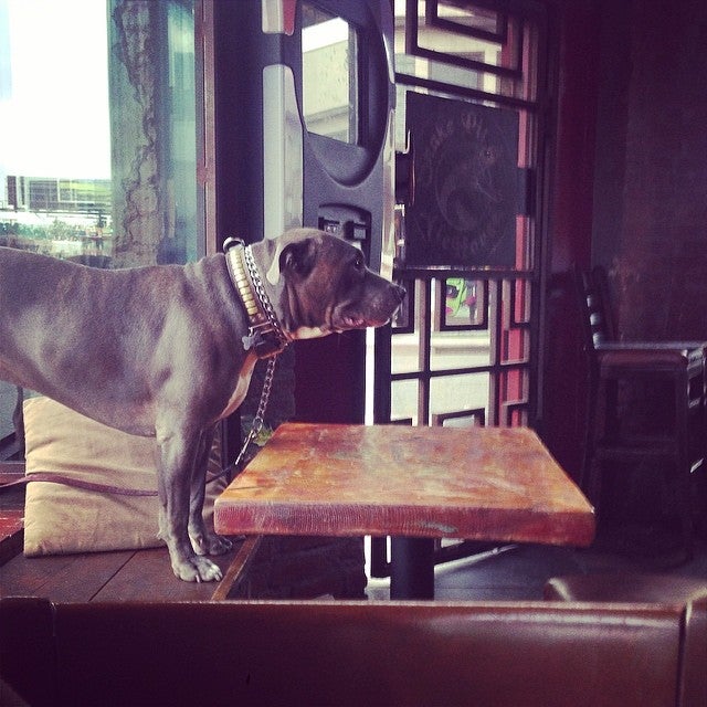 Snake Pit Alehouse Whiskey Bar & Kitchen photo 5